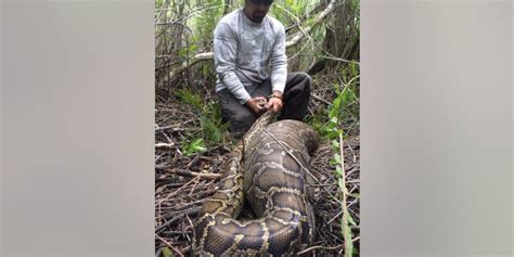 Photos Of Burmese Python Swallowing Deer Released By Florida Officials