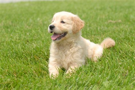 Shallow Focus Shot Of A Cute Golden Retriever Puppy Resting On A Grass