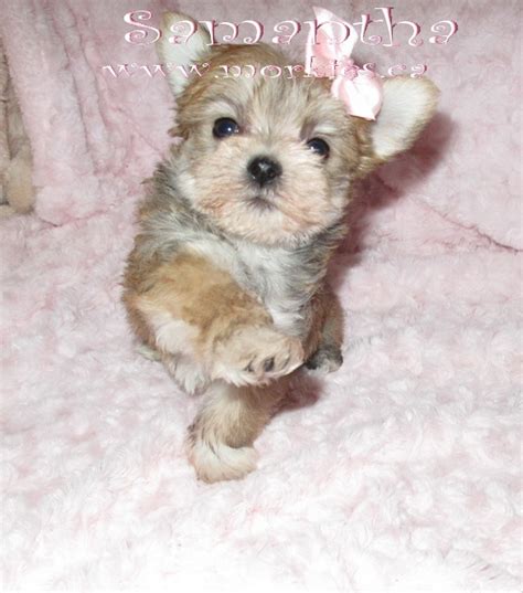 Cute Puppy Dogs Maltese Yorkie Puppies