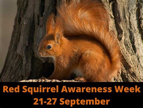 National Red Squirrel Awareness Week 21920 Press Release Red