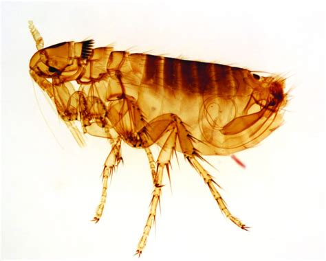 Keeping cats indoors also prevents them from getting killed. 19 Shocking Flea Facts You Need to Know to Defeat Them ...