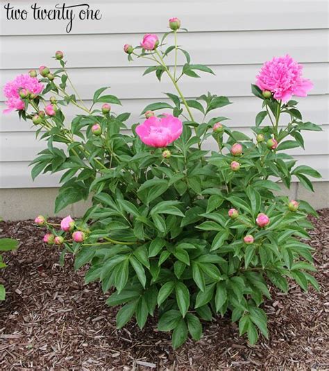Maybe you would like to learn more about one of these? 51 best images about Growing Peonies on Pinterest | Flower ...