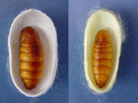 Silkworm Pupa