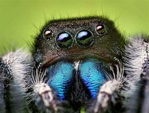 15 Captivating And Creepy Close Ups Of Spider Faces