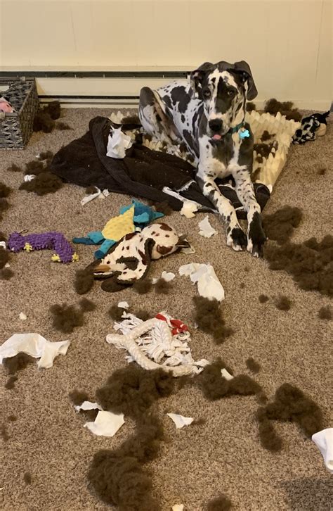 New and used items, cars, real estate, jobs, services, vacation rentals and more we have great dane puppies that are looking for their forever home! Great Dane Puppies Denver Colorado