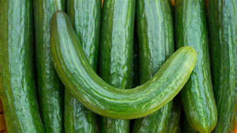 Salatgurken Wann Sie Das Stielende Einer Gurke Besser Abschneiden Augsburger Allgemeine