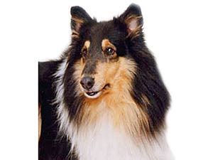 breed   add nintendogs dachshund  friends forum neoseeker forums