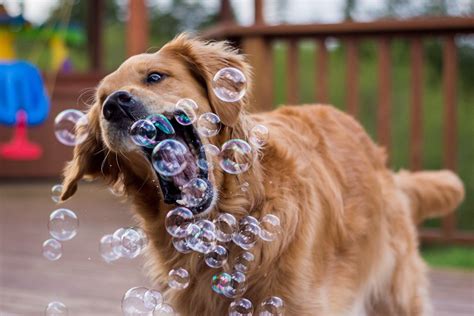 Download Close Up Funny Bubble Dog Animal Golden Retriever Hd Wallpaper