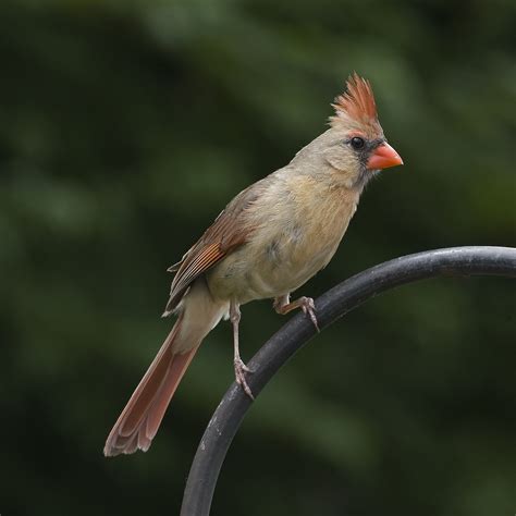 Looking For The Cubsdsc8293 Cardinal Birds Animals Hummingbird