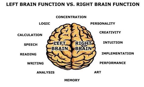 Much of the human brain is made up of the cerebral hemispheres (or. Quotes about Left brain right brain (40 quotes)
