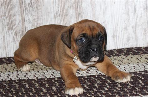 You need not worry since we also deliver. Trooper - A bright new Boxer puppy for sale in Grabill ...