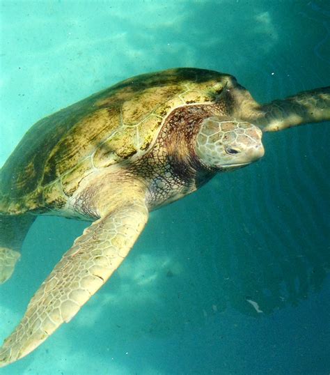 Green Sea Turtle Bermuda Hawaiian Sea Turtle Ocean Turtle Green