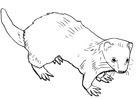 Two Ferrets Coloring Page Free Printable Coloring Pages For Kids