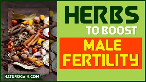 Best Herbs To Increase Sperm Count Boost Male Fertility At Home Youtube