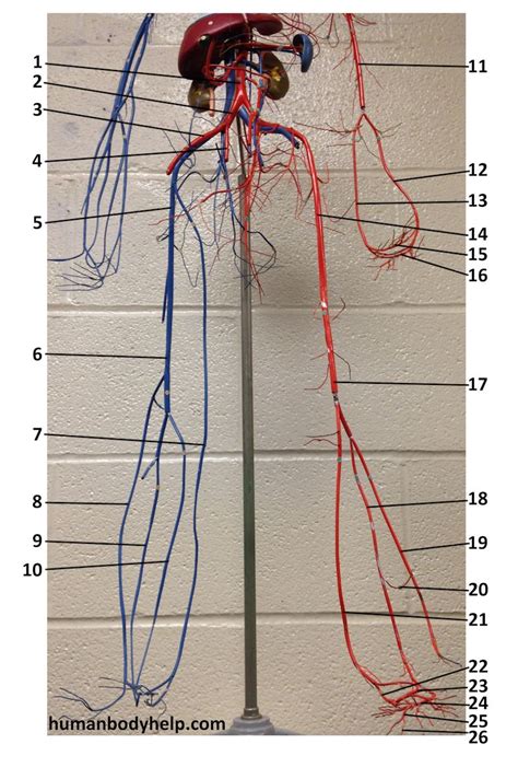 Blood Vessels Labeled Model Circulatory System Anatomy Blood Vessel