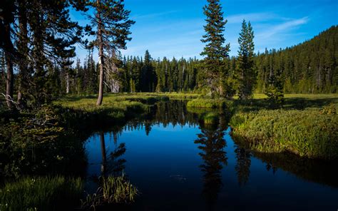 Download Wallpaper 3840x2400 Lake Forest Trees Water Landscape 4k