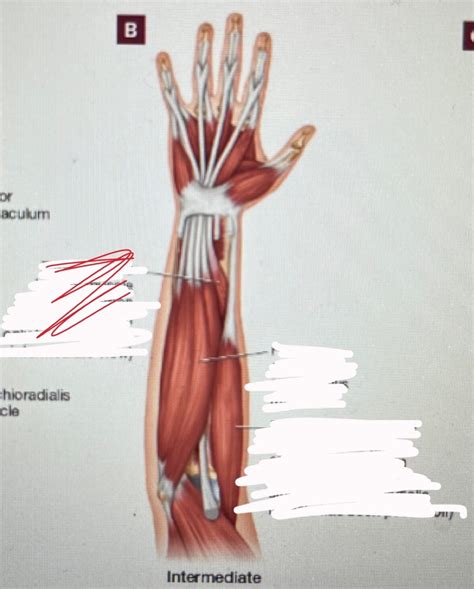Lab 7 Intermediate Forearm Muscles Anterior View Diagram Quizlet