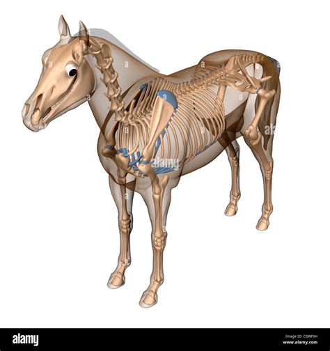 horse anatomy skeleton transparent body Stock Photo, Royalty Free Image