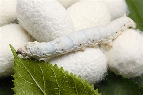 Which is the best example of a natural fibre? Natural Protein Fibers: Wool, Silk & Specialty Hair Fibers ...