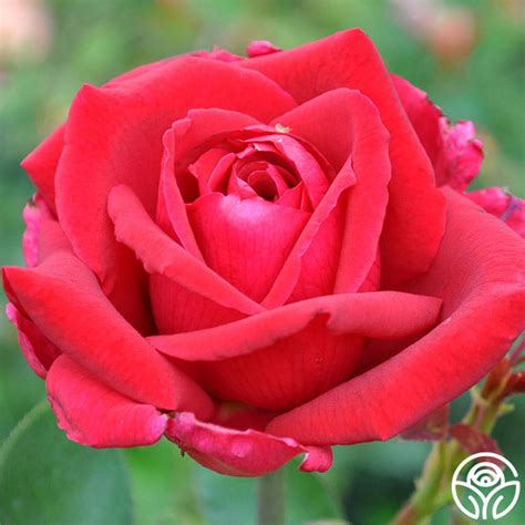 Papa Meilland Rose Hybrid Tea Very Fragrant Heirloom Roses