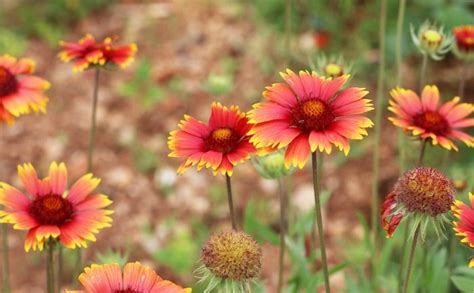 It will grow in loam, chalk and sandy soil. Growing Gaillardia - Blanket Flower Perennial Care Tips ...