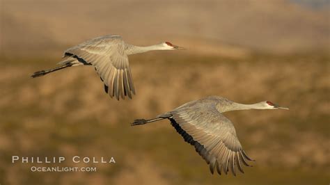 Two Sandhill Cranes Flying Side By Side Grus Canadensis Bosque Del Apache National Wildlife