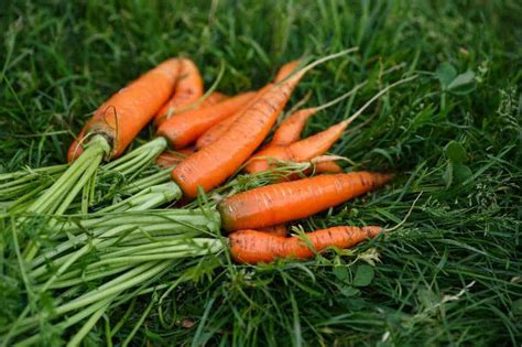When To Harvest Carrots Growfully