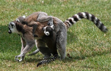 Ring Tailed Lemur 6 Flickr Photo Sharing