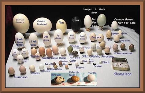 Eggs How Does The Poaching Eggs Recipe Scale For Different Sizes Of