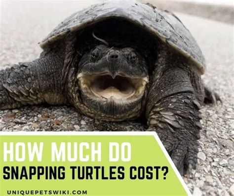 How Much Do Snapping Turtles Cost