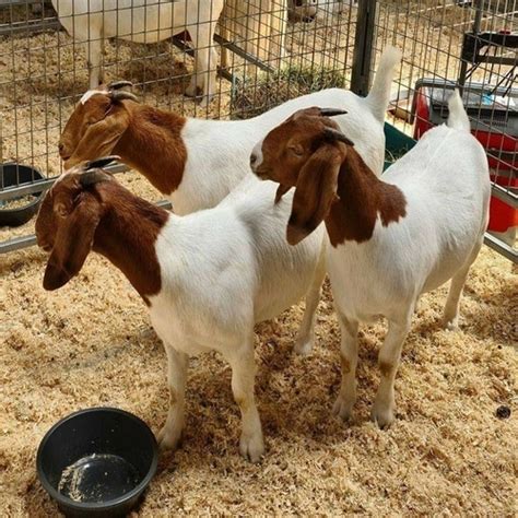 Pure Bred Boer Goats At Best Price In Bangkok Siam Export Limited