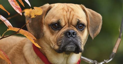 Puggle Dog Breed Complete Guide Az Animals