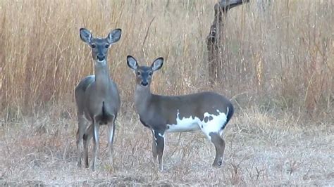 Whitetail Deer Piebald Button Buck With Doe Youtube