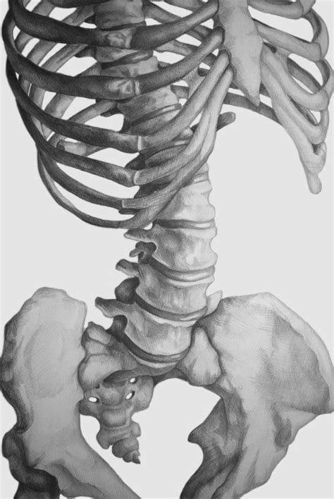 Skeletal Torso Rendering Anatomy Art Human Anatomy Drawing Life Drawing