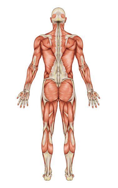Anatomía del sistema muscular masculino vista posterior de cuerpo