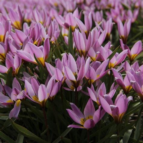 Tulipa Humilis Buy Plants At Coolplants