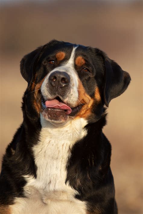 Are Swiss Mountain Dogs Healthy