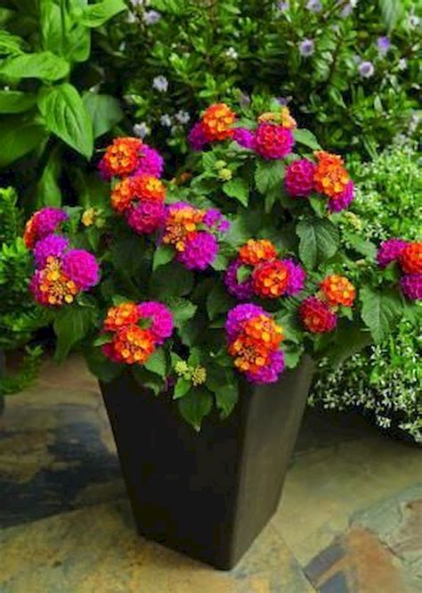 Adorable 50 Beautiful Container Garden Flowers Ideas