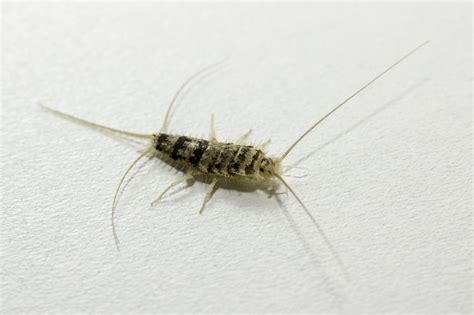 What Are Silverfish And Why Are They Bad Premier Pest
