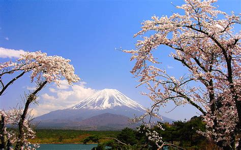 Hd Wallpaper Mt Fuji Japan Trees Lake Mountain Spring Sakura