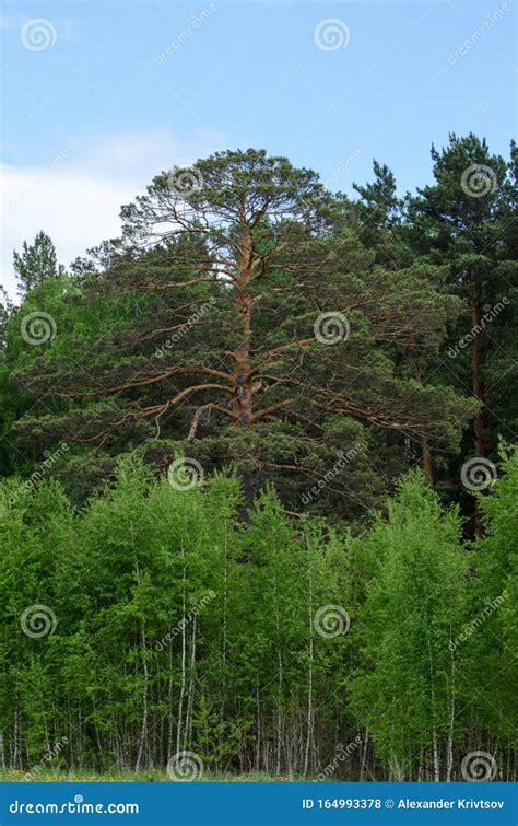 Single Pine Tree Stock Photos Download 10997 Royalty Free Photos