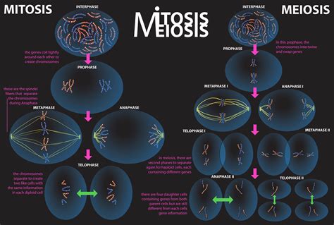 Cell Division Mitosis And Meiosis