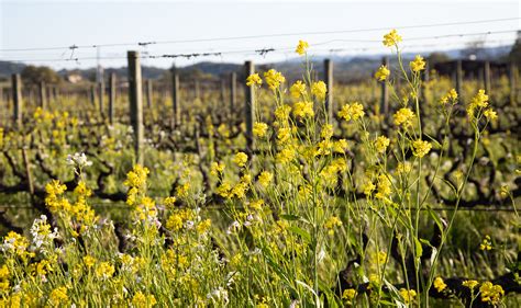 Five Best Places To Spot Wildflowers In Sonoma County Wine Country Table