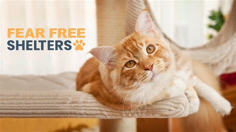 Uncomfortable handling for fear certification will they need a trip to view and phones! New free online course helps keep shelter animals happier ...