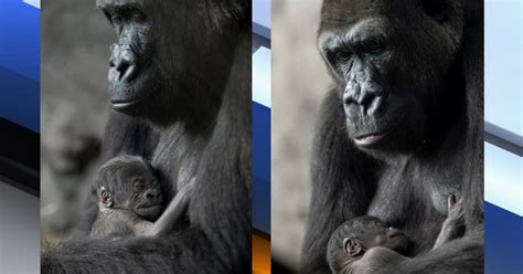 Cute Baby Gorilla Born At Disneys Animal Kingdom