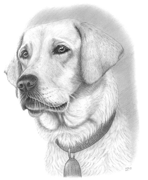 Pretty Dog Drawing Dogdrawing Dog Face Drawing Dog Pencil Drawing