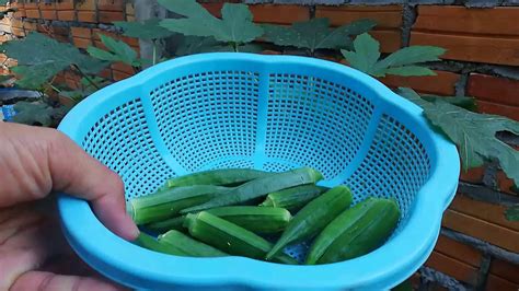 How To Grow Okra From Seeds To Harvest At Home Easy Youtube
