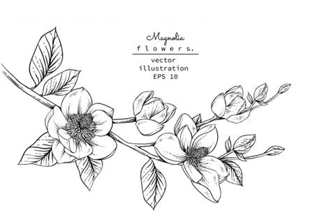 Vector black and white line art illustration. Magnolia flower drawings. | Premium Vector