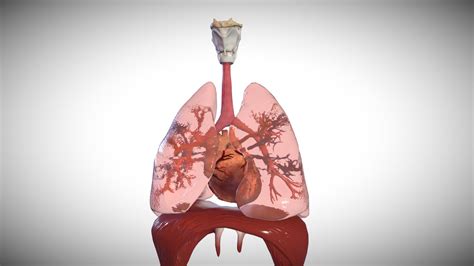Adult Heart And Lungs 3d Model By Education Resource Fund