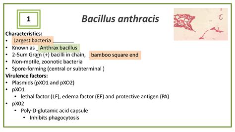 Solution Aerobic And Anaerobic Gram Positive Bacilli Studypool